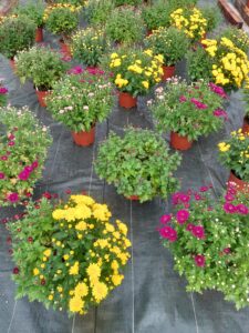 Chrysanthèmes roses et jaunes